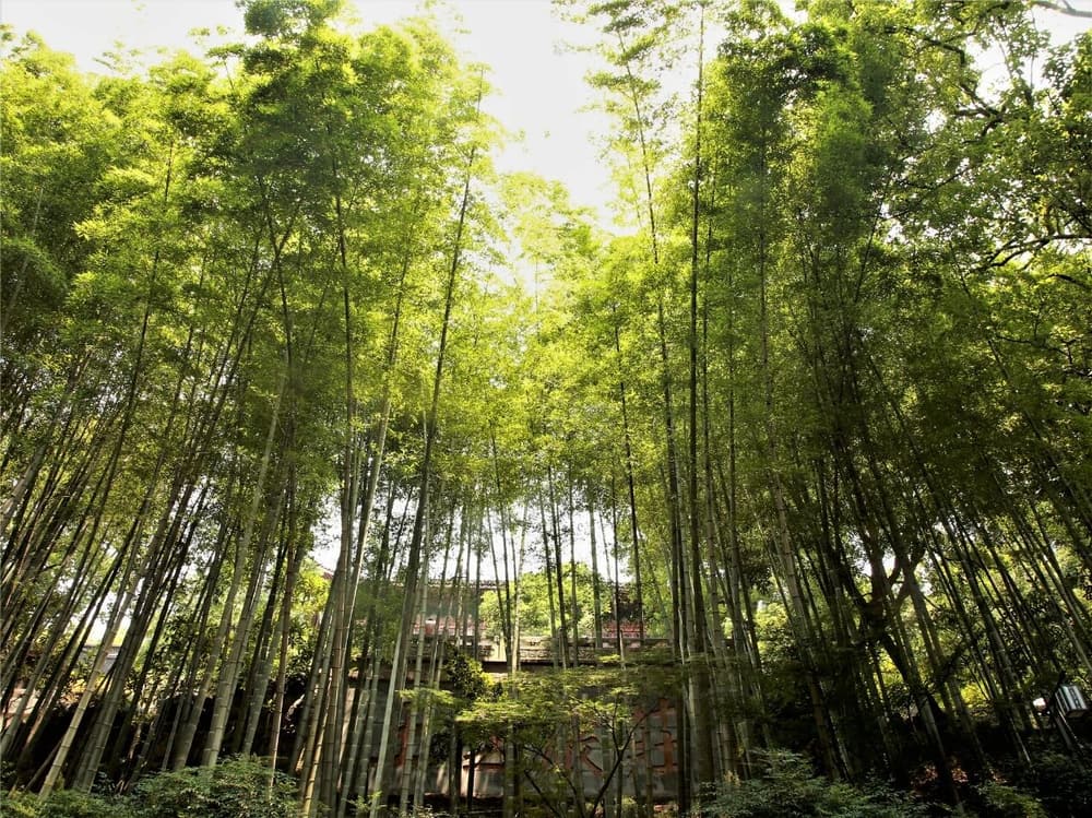 �⾳�ǲ������׵�