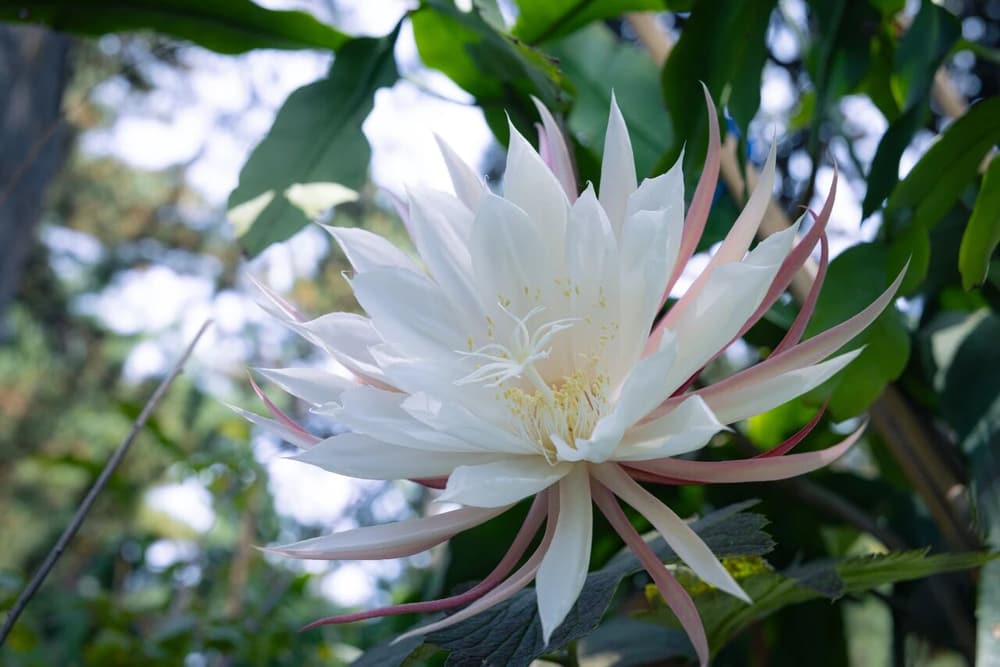 �������Ĵȱ����ɾ����������