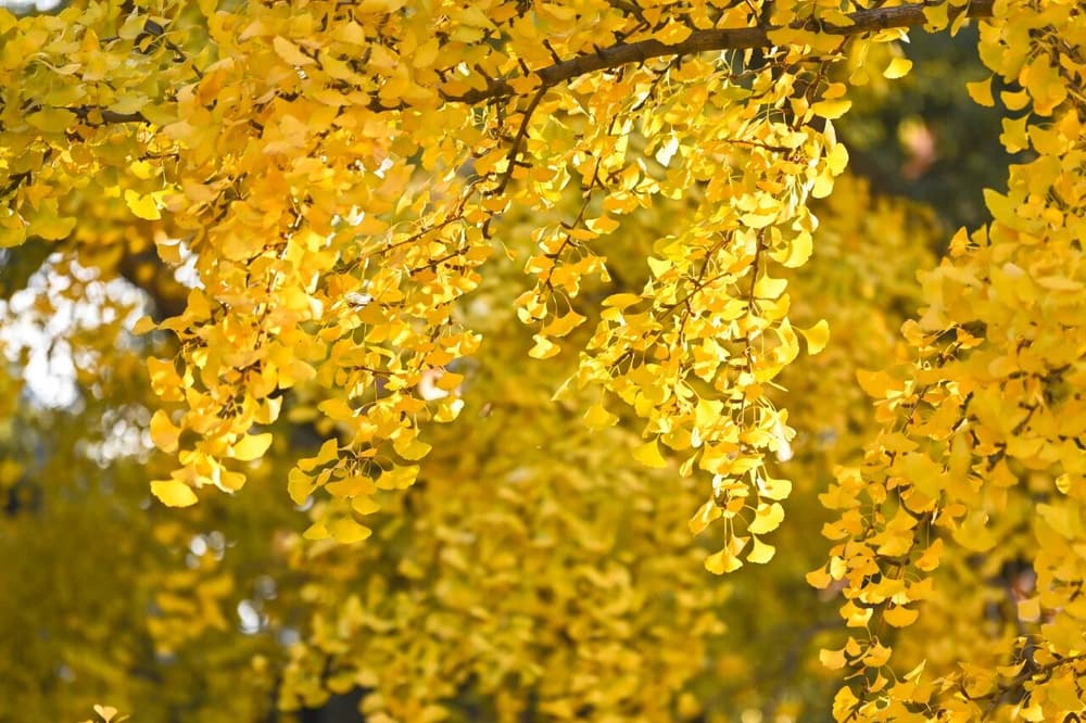 ������ʱ���ã�ȥʱӦ����ʱ